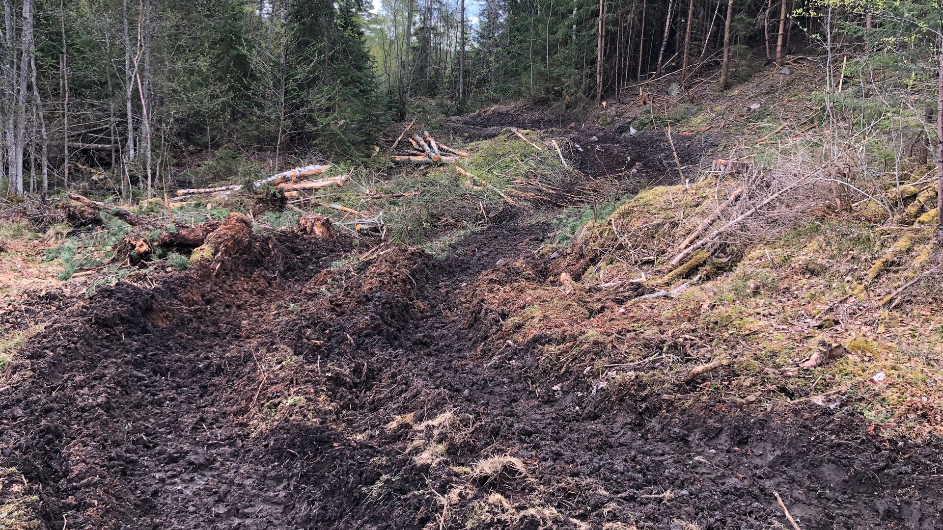 Skader på tursti etter tømmerhogst på Skredsvikmoen